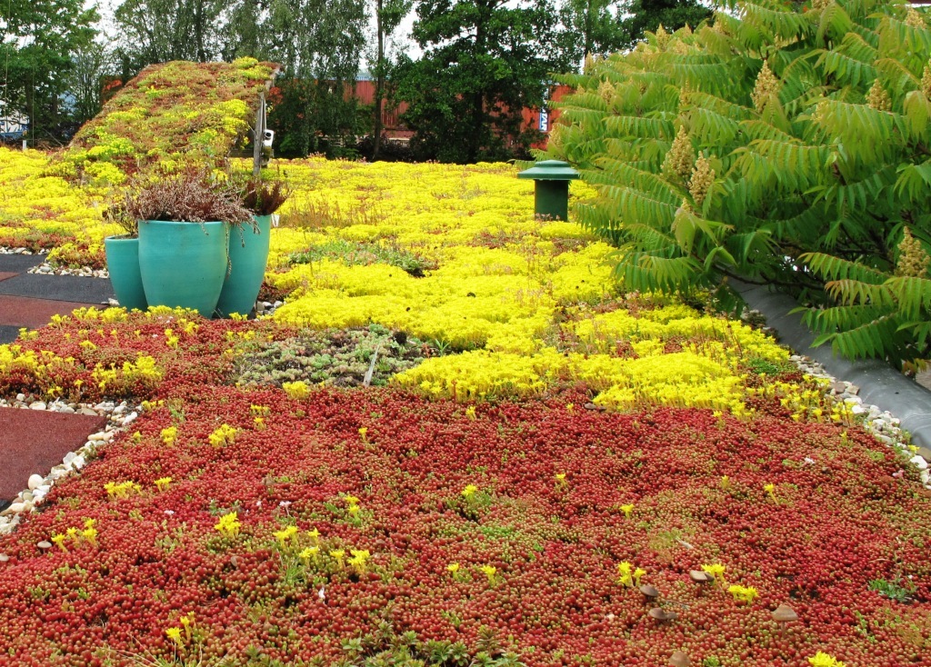 Groen dak met sedum #groendak #sedumdak #tuin