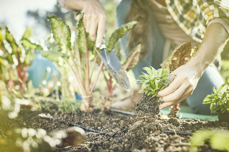 De eetbare tuin. Een moestuin in je tuin. Meer inspiratie vind je op het tuinidee 2018 tuinevent #tuinidee #tuin #tuinontwerp