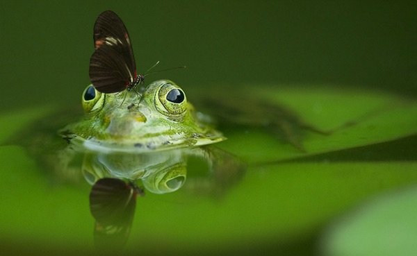 Groene kikker in de tuin #tuin #groenetuin #vijver