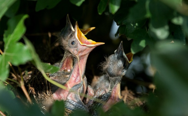 Diervriendelijke tuinen - merelnest #vogels #nest #tuin 