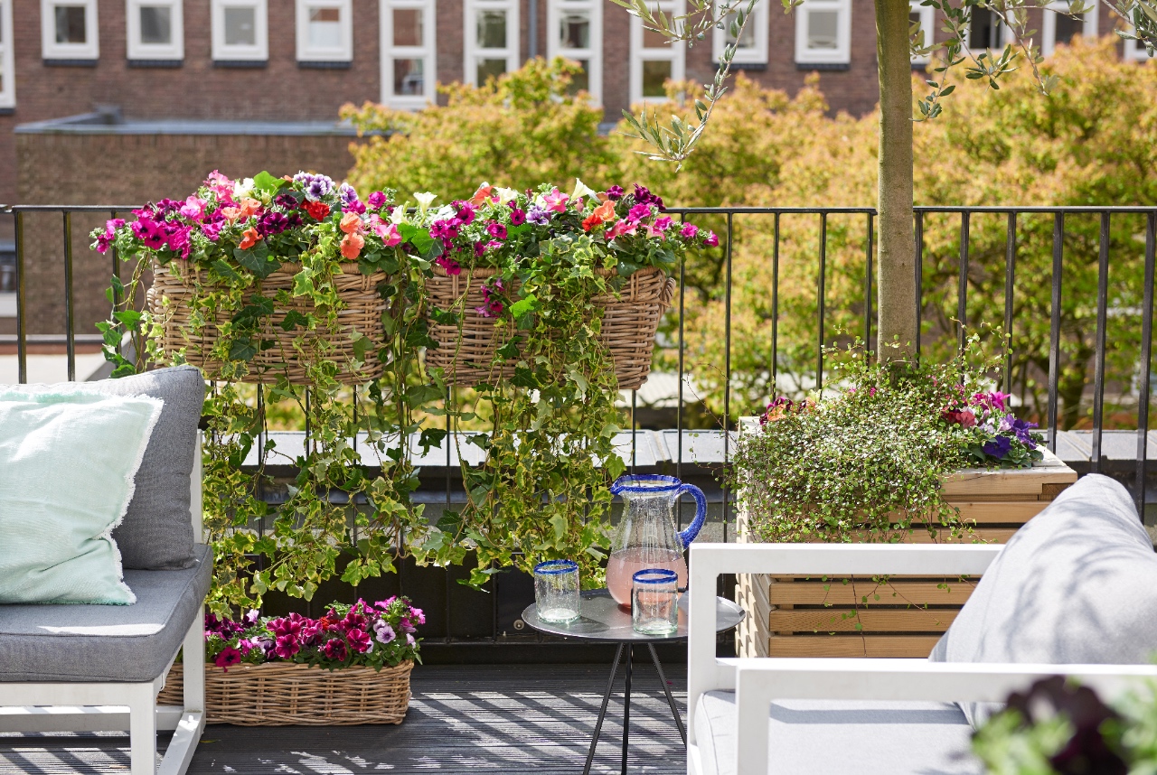 Planten voor je balkon of dakterras #balkon #terras
