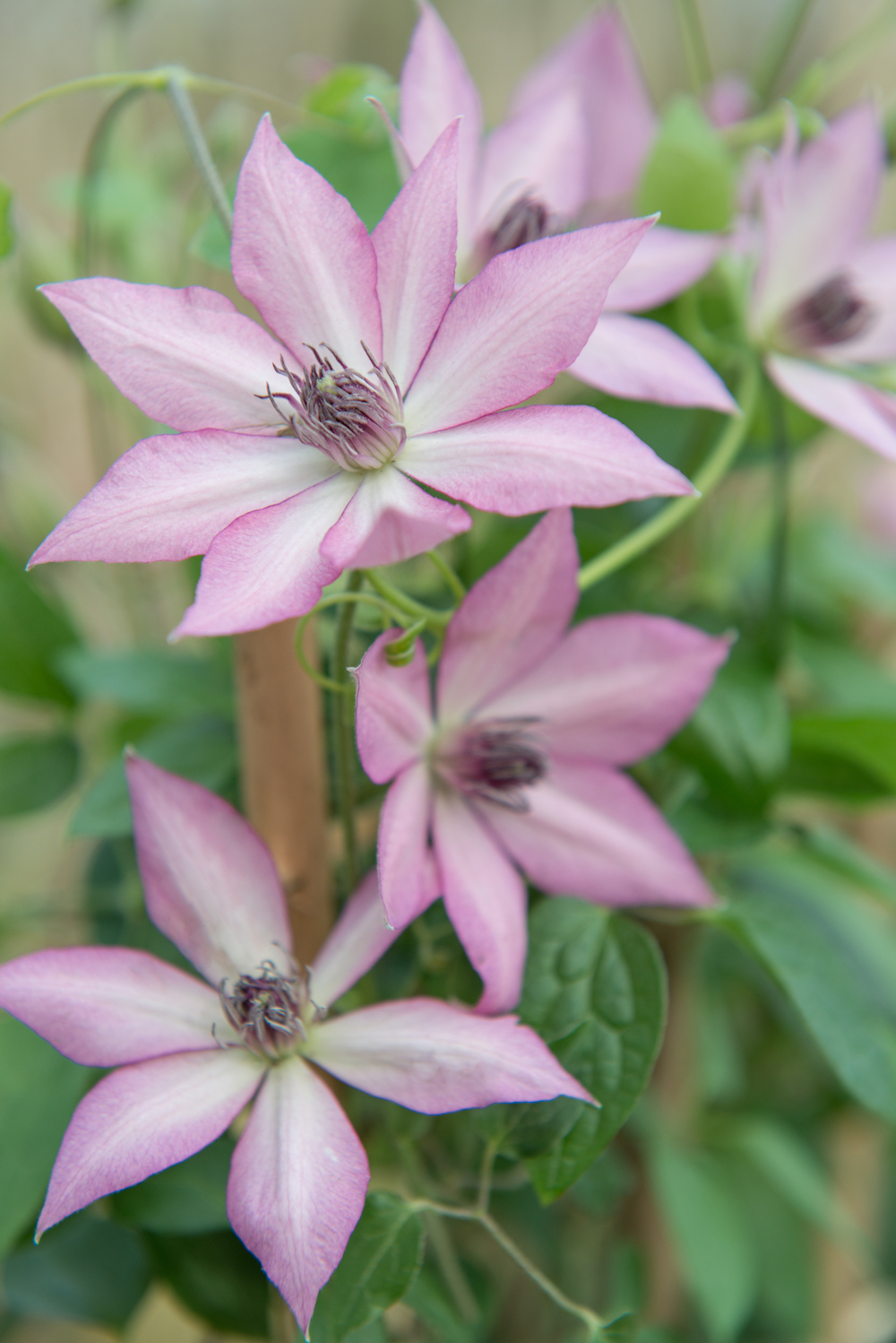 Tuinplanten die een positieve en kalmerende invloed hebben #tuinplanten #tuin #balkon #mooiwatplantendoen #clematis