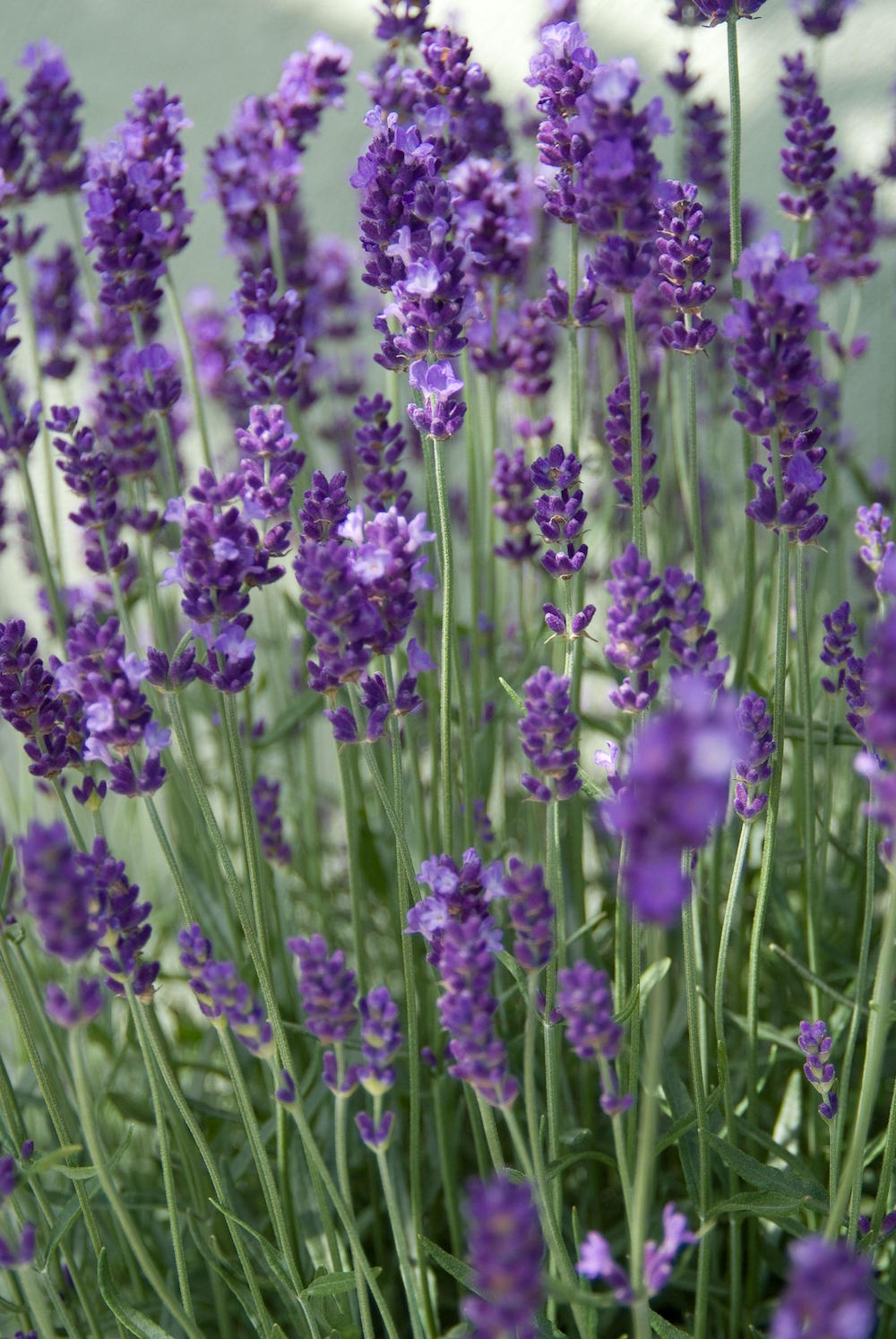 Tuinplanten die een positieve en kalmerende invloed hebben #tuinplanten #tuin #balkon #mooiwatplantendoen #lavendel