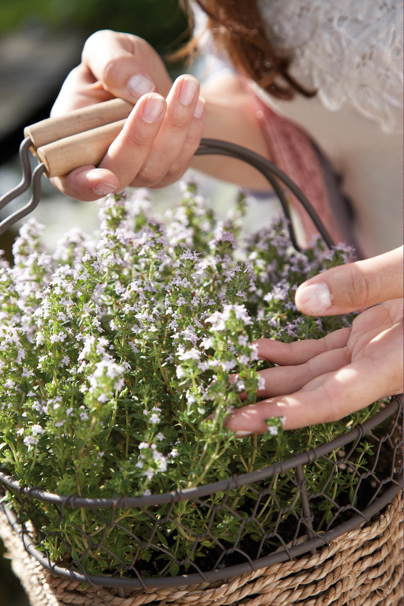 Tuinplanten die een positieve en kalmerende invloed hebben #tuinplanten #tuin #balkon #mooiwatplantendoen #Tijm