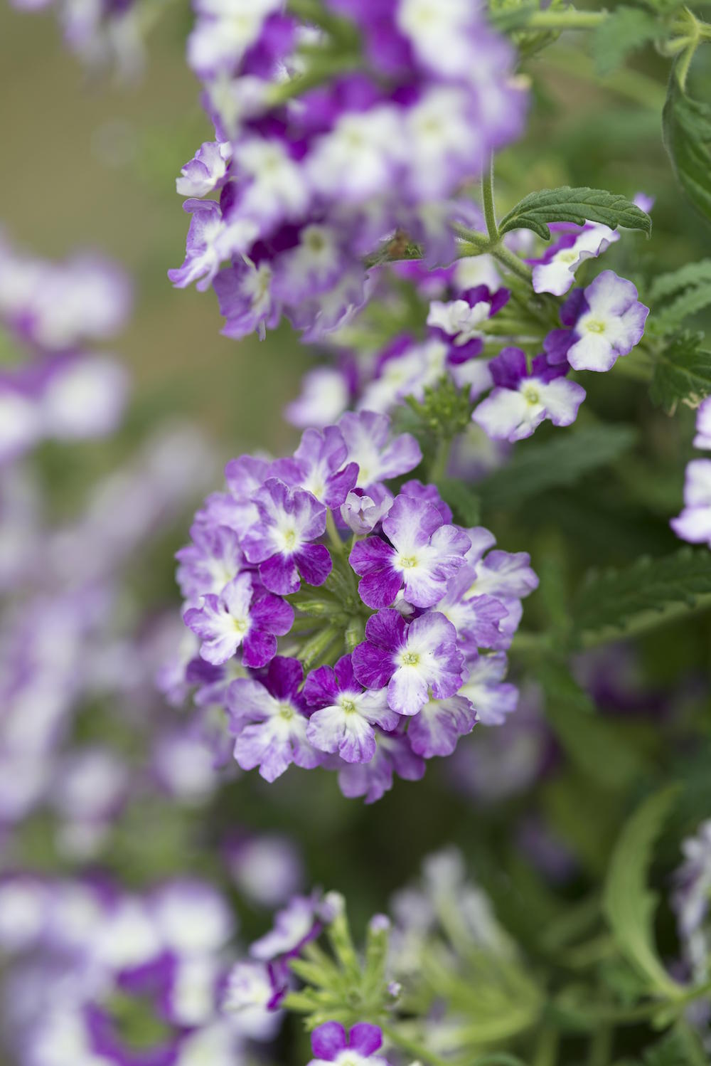 Tuinplanten die een positieve en kalmerende invloed hebben #tuinplanten #tuin #balkon #mooiwatplantendoen #verbena