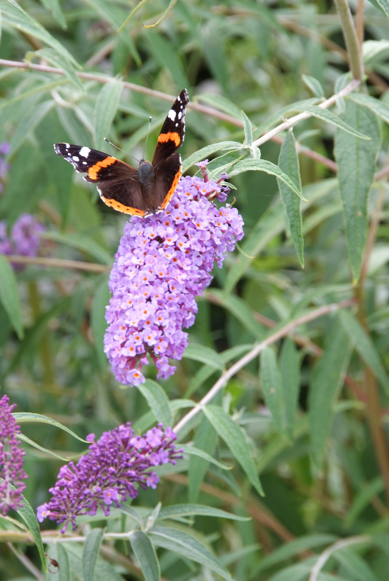 Tuinplanten die een positieve en kalmerende invloed hebben #tuinplanten #tuin #balkon #mooiwatplantendoen #vlinderplant