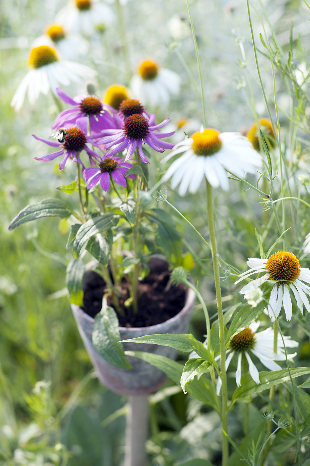 Tuinplanten die een positieve en kalmerende invloed hebben #tuinplanten #tuin #balkon #mooiwatplantendoen #zonnehoed