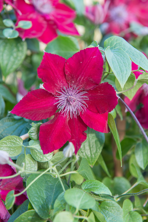 Clematis