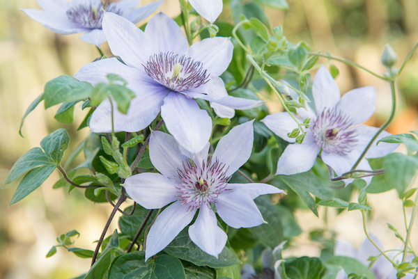 Clematis