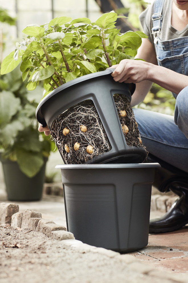 Elho Potato Pot